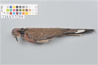 藏品(斑頸鳩)的圖片